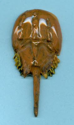 Horseshoe Crab Pin