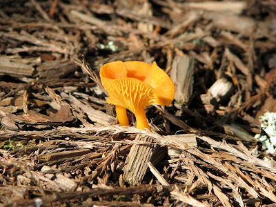 Orange mushrooms in Astoria, Oregon, June 2010