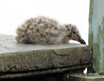 Baby Seagull