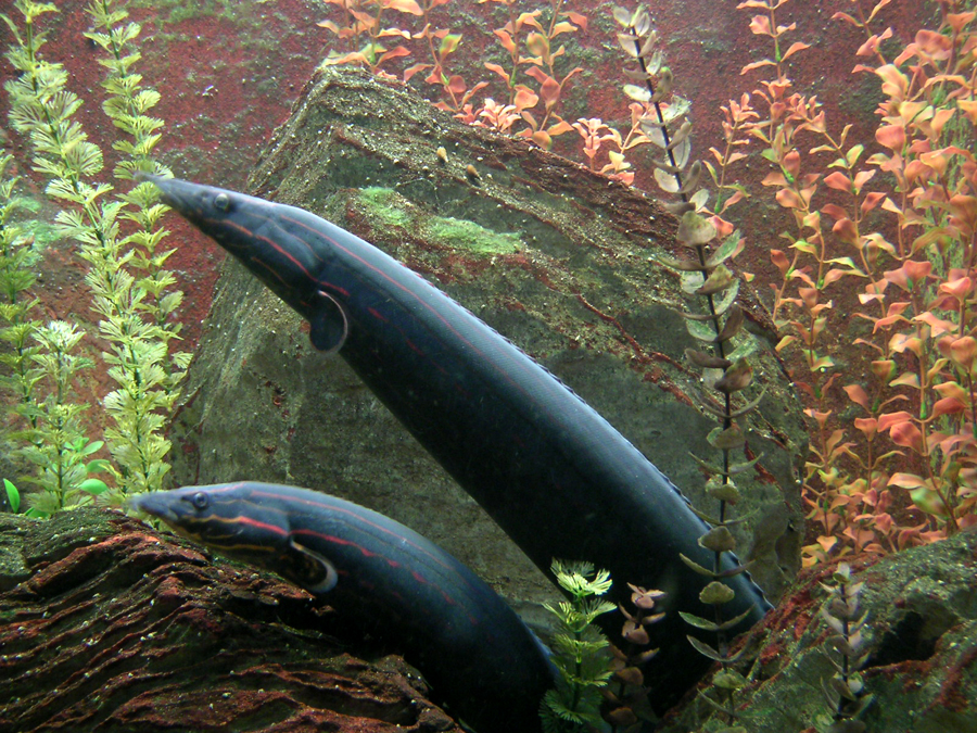 Tapirgal's Daily Image I Love Eels