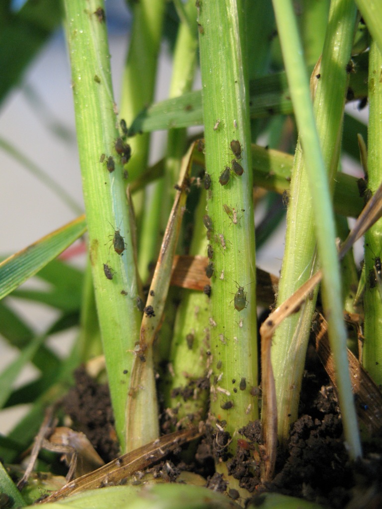 [Cereal+Aphids+2008+019.jpg]
