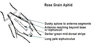 [rosegrainaphid_insectopedia.gif]
