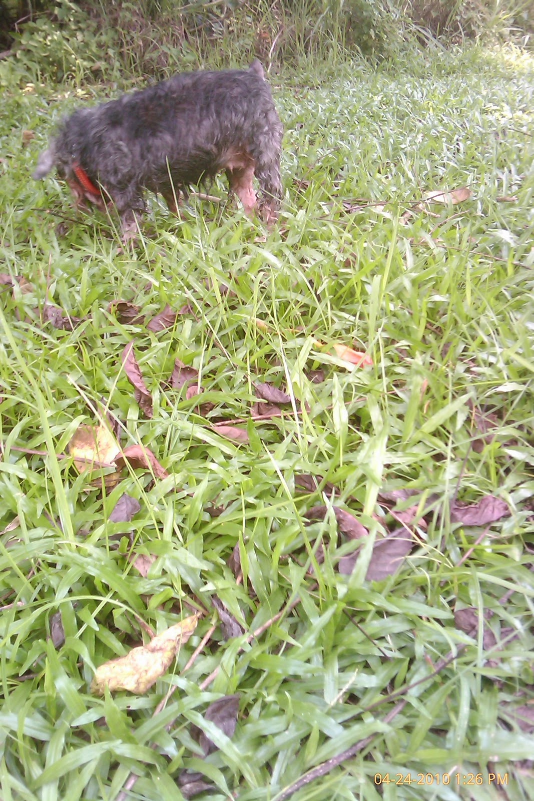 Lynspirations I have 2 grass grazing dogs!