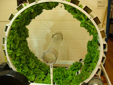 The Bonzai Wheel full of lettuce
