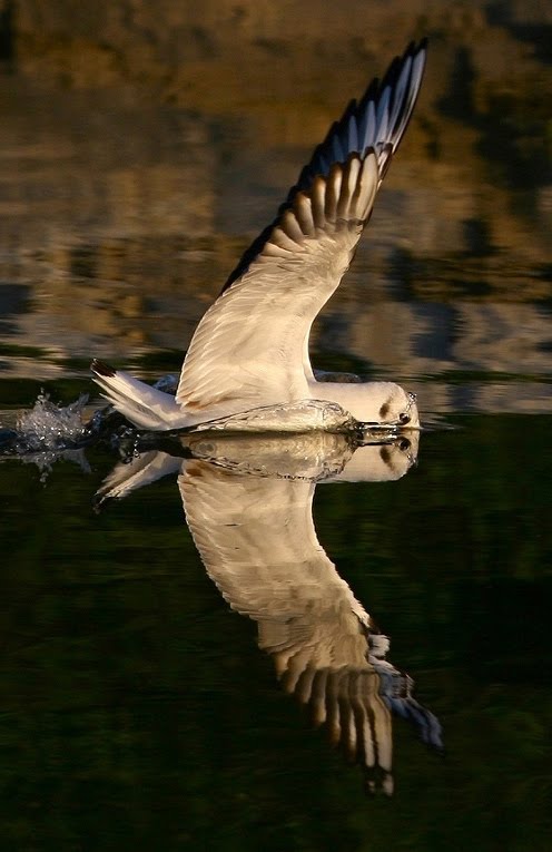 yo jose: El espejo de María