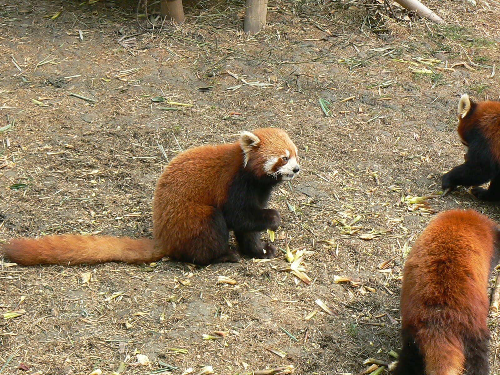 [9.+panda+rosii.JPG]