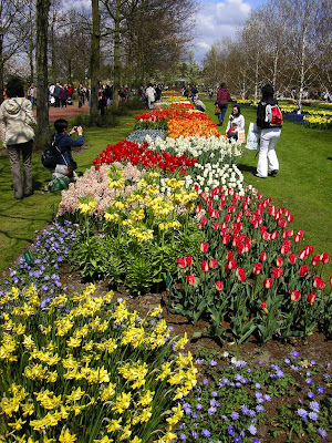 Imagini Olanda: lalele Keukenhof