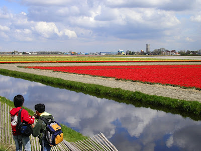 Campuri de flori Olanda