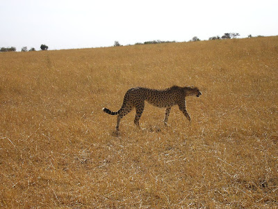 Imagini safari Masai Mara Kenya: ghepard la vanatoare