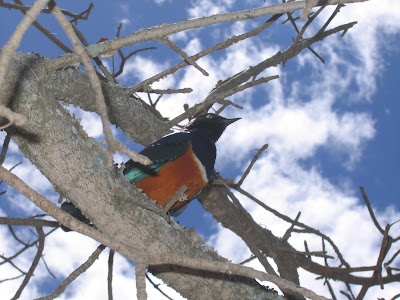 Safari Serengeti: pasari colorate
