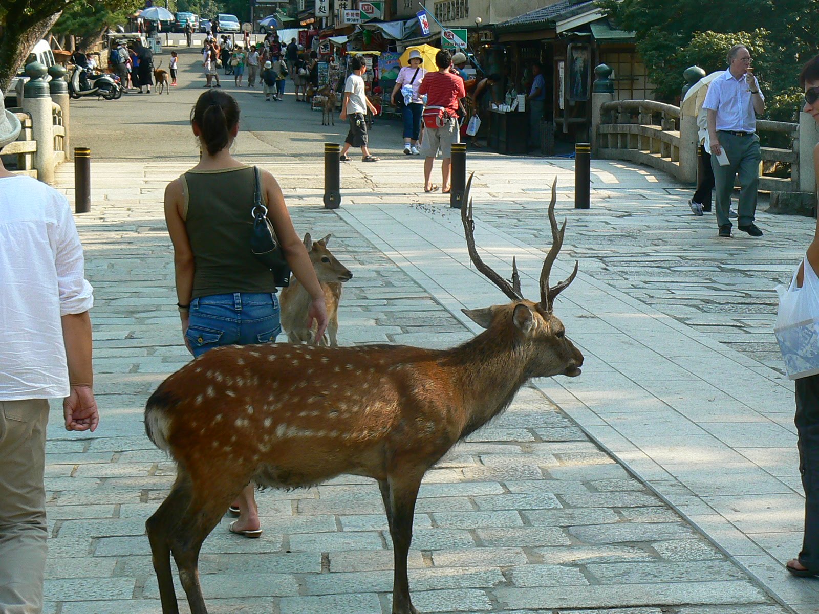 [9.+Nara.JPG]