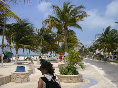 Palmieri pe insula tropicala