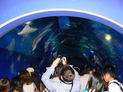 Imagini Japonia: Aquarium Osaka