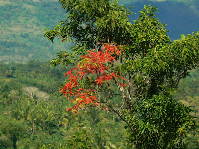 Imagini Filipine: paradis in Bohol