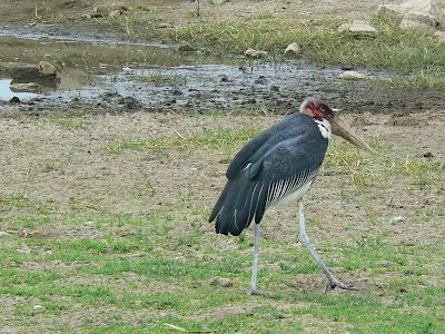 Obiective turistice Etiopia: barza Marabou in inspectie in Awasa