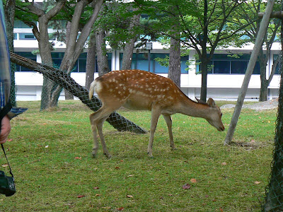 Imagini Japonia: Nara, caprioare
