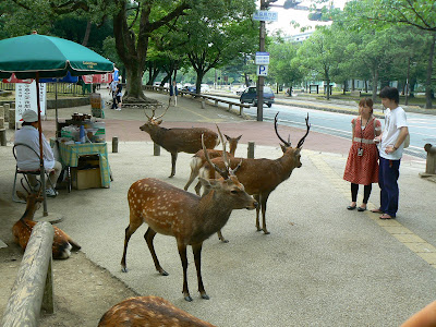 Obiective turistice Japonia: cerbi si caprioare in Nara