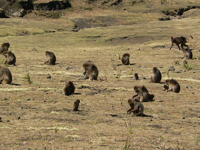 Imagini Etiopia: Muntii Simien babuini gelada