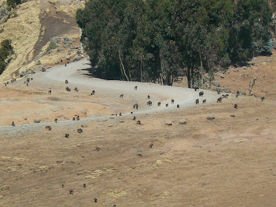 Imagini Etiopia: Muntii Simien babuini gelada