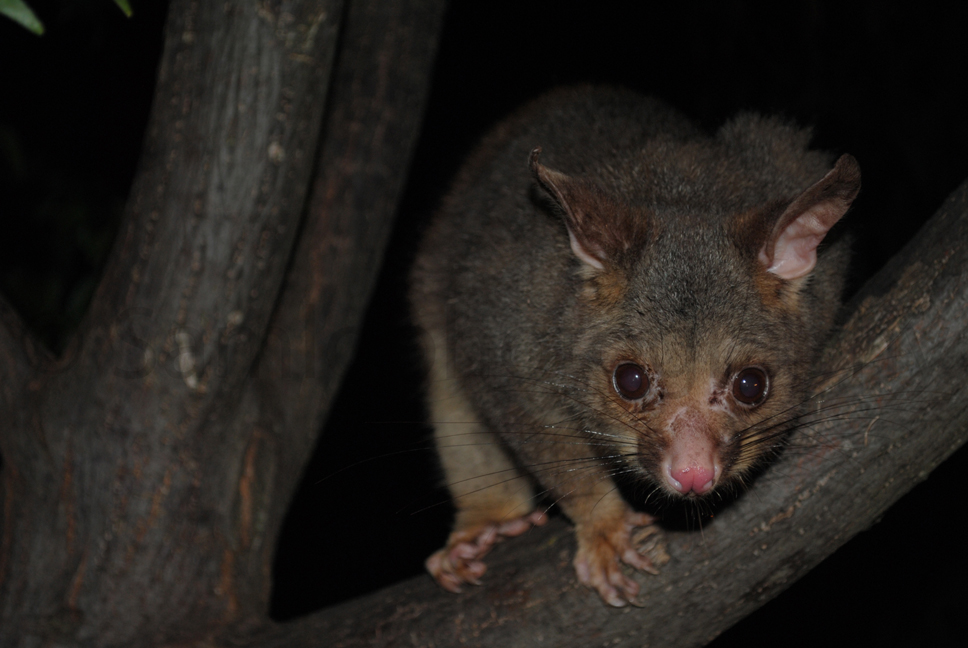 Gabbling Around Australia A Little Bit Of Possum Magic