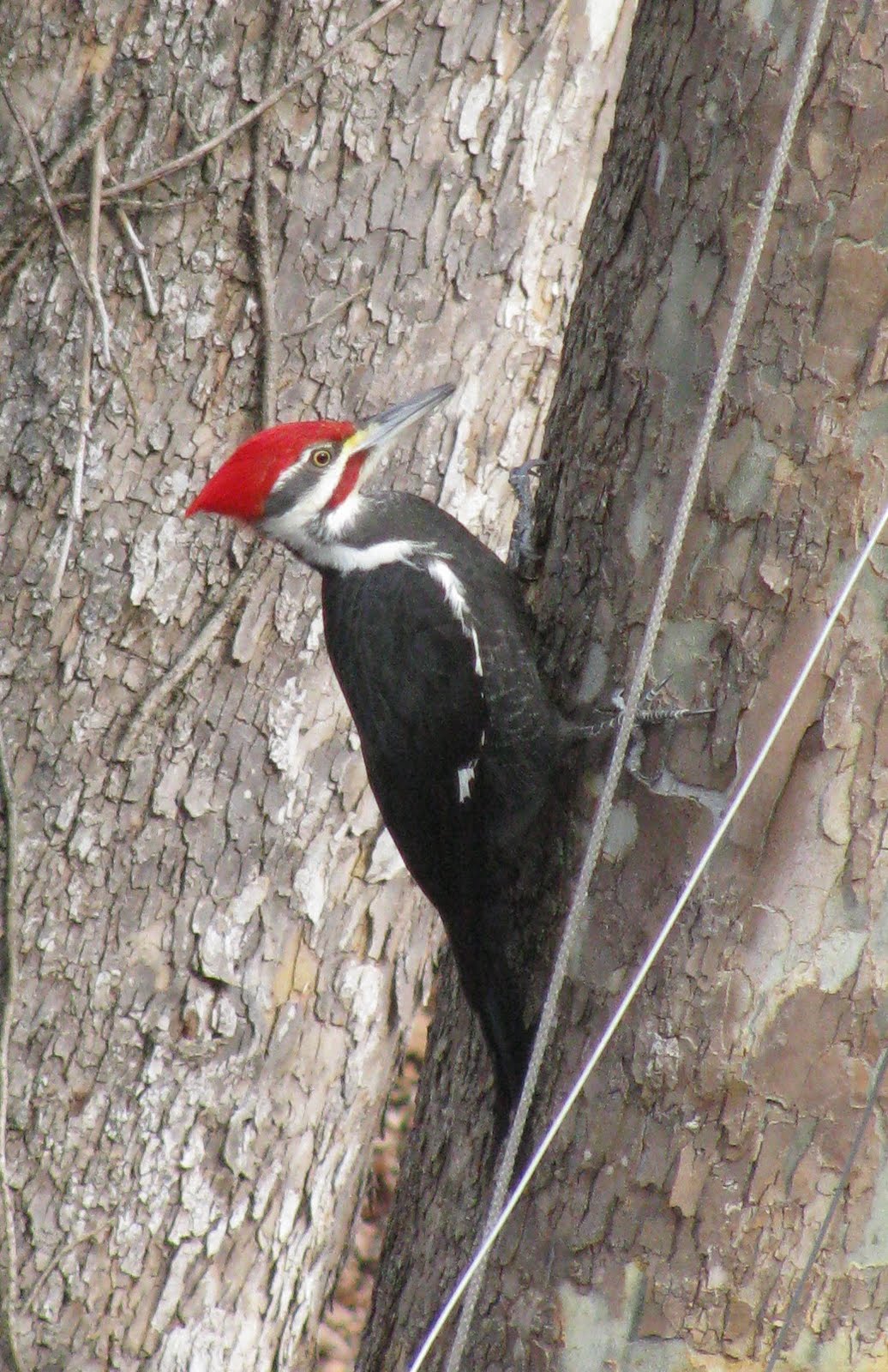 [Pileated+at+the+Feeder.jpg]