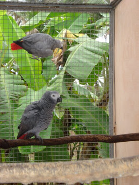 Destaque - Papagaio do Congo
