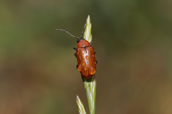 Escarabajo en graminea
