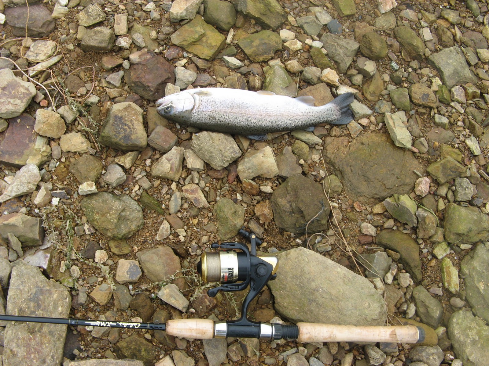 Northern California and Bay Area Fishing Reports Lake Tulloch Fishing