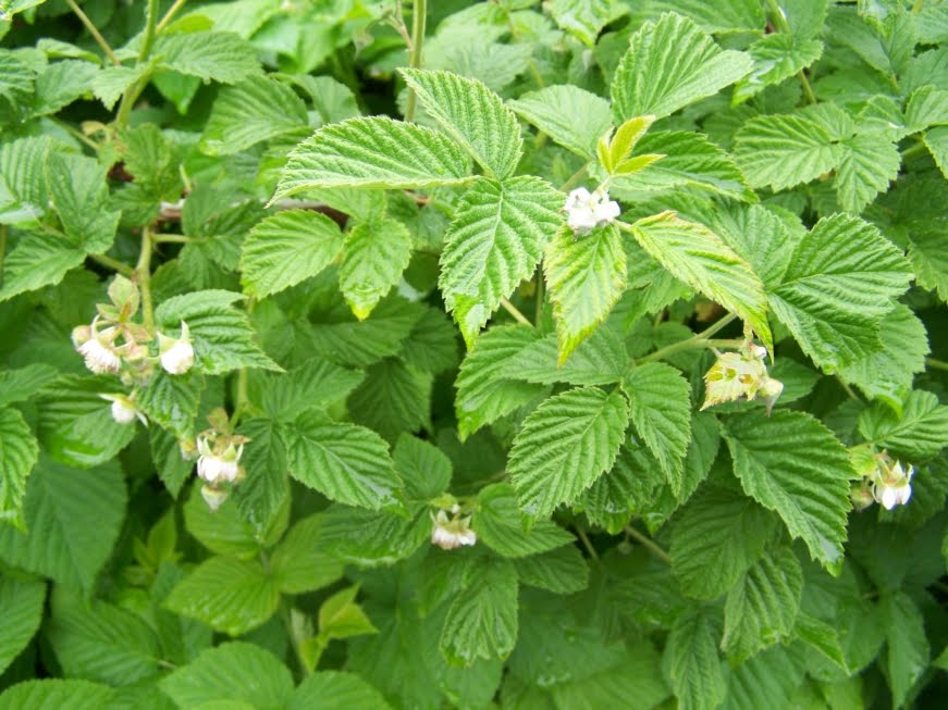 Annie's Kitchen Garden April 2010