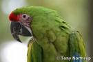 Πράσινος παπαγάλος