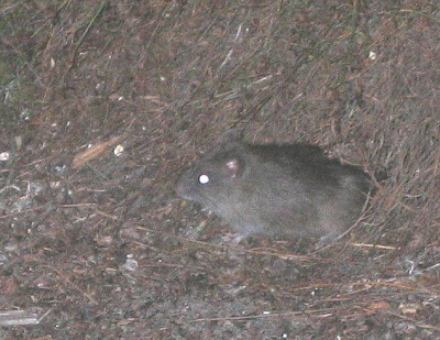 Esperance Blog: Bush Rat, Rattus fuscipes