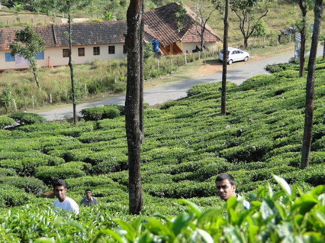 Tea Estate