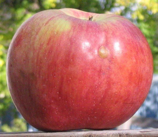 Northern Spy * Adam's Apples