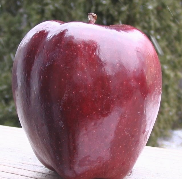 Red Delicious Apples  Local Apple Variety From Old Peru, United States of  America