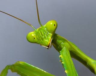 mantis.jpg
