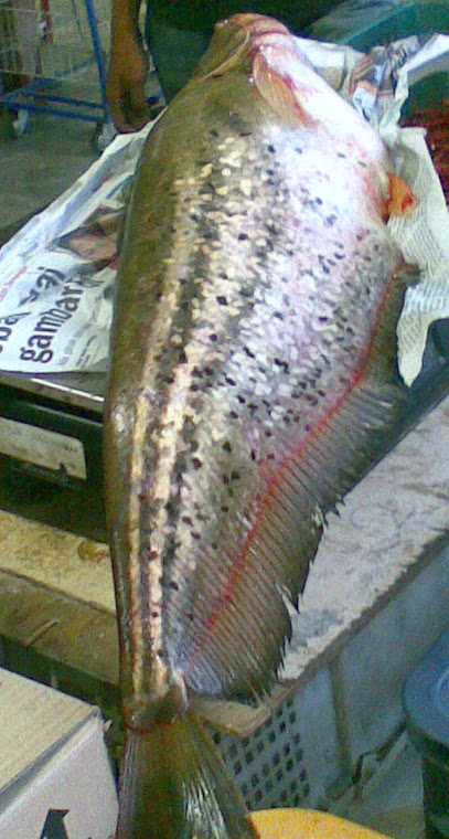 Ikan Tapah Sg Gadak.....
