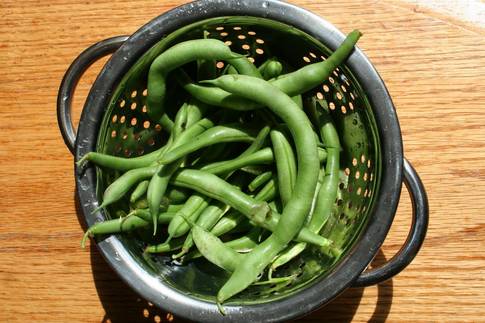 The Logan's Sunflowers, Green Beans, and Watermelon!