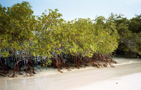 [mangroves2.jpg]