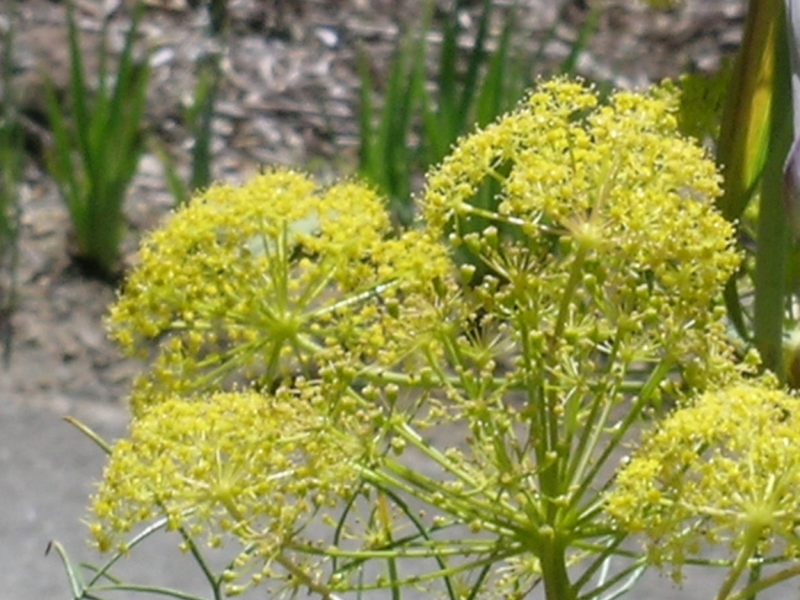 Berkeley Butterfly Blog Ferula communis