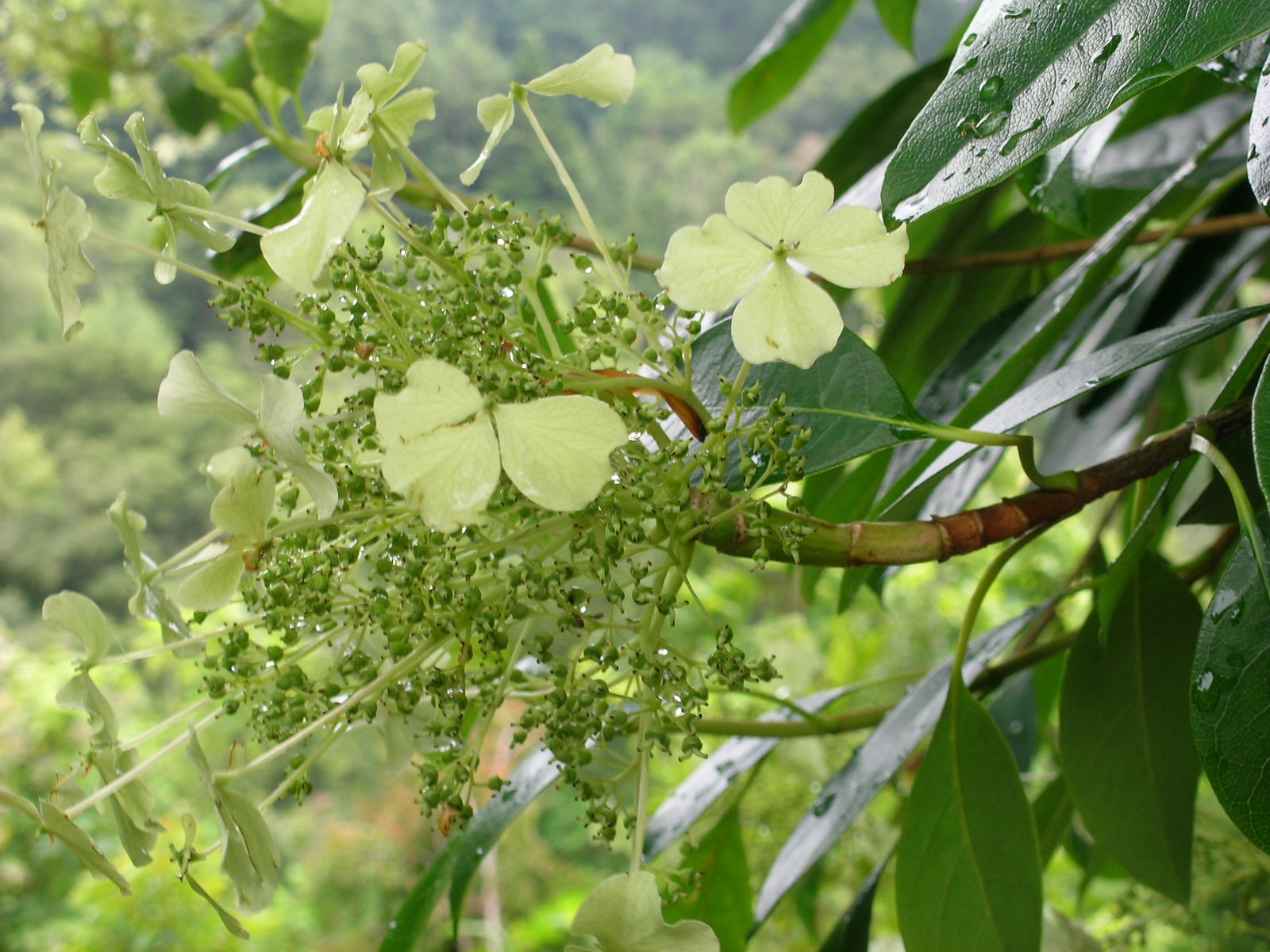 Berkeley Butterfly Blog: Hydrangea seemannii--Evergreen Climbing Hydrangea
