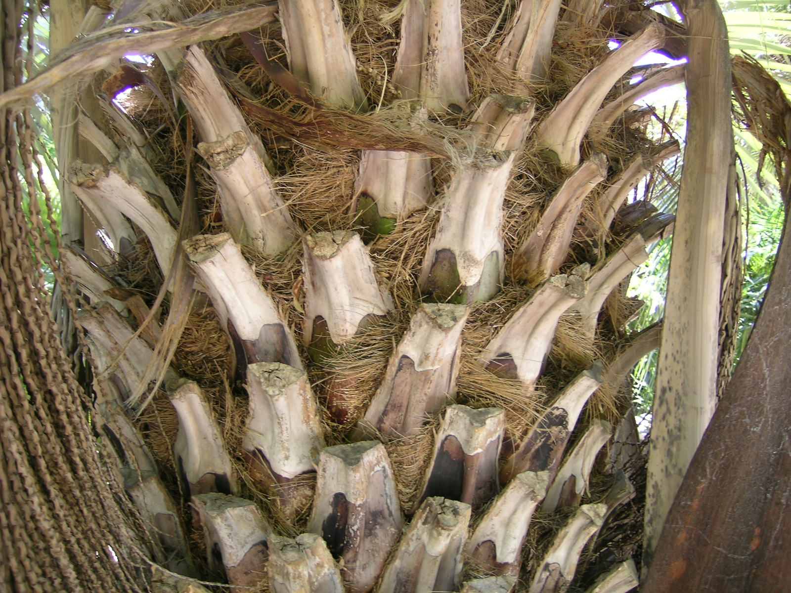 Berkeley Butterfly Blog Palms