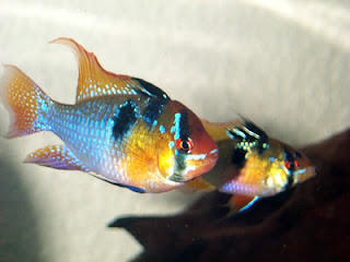 cichlids Ram cichlids cichlids Ram cichlids
