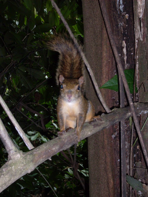 um dos moradores da região do parque estadual do pico do jaragua.