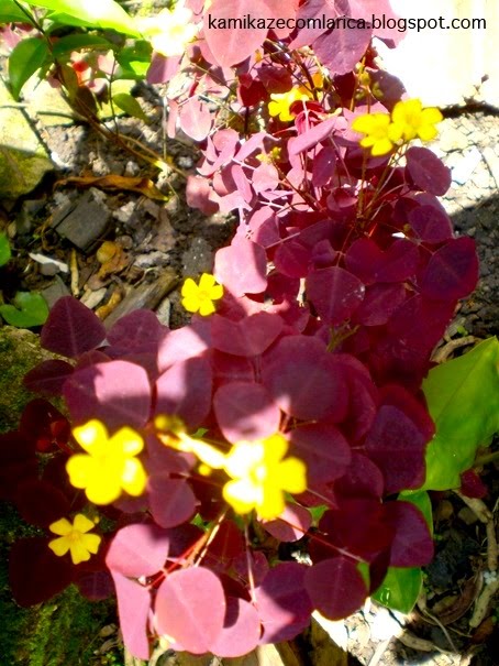 KAMIKAZE COM LARICA: Flores amarelas e folhas roxas