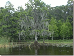 Boggy creek cypress