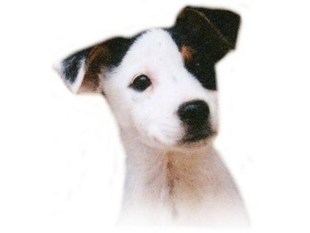 Asyraf Hazim: NAJIS MUGHALLAZAH