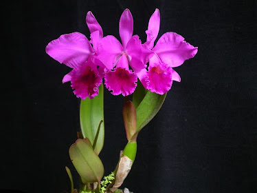 Cattleya Labiatta