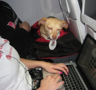 [virgin-air-america-doggies-10.jpg]