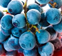 [frozengrapes-200.jpg]