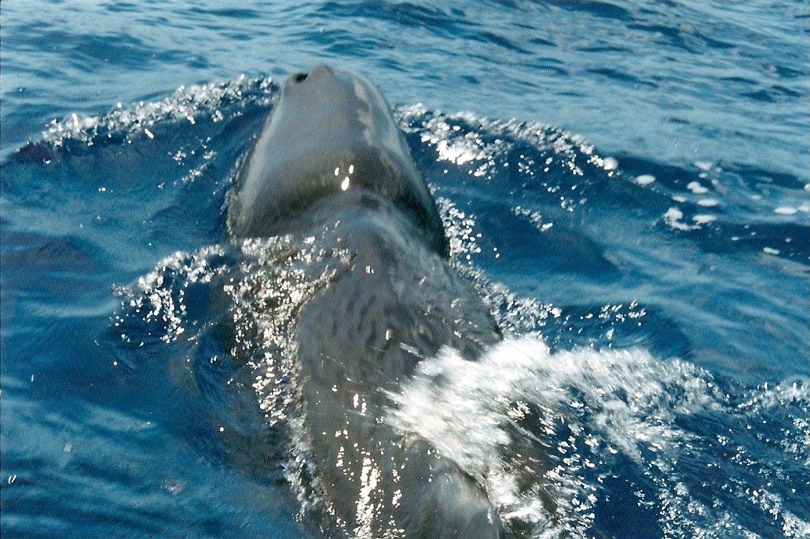 [baleia_açores.jpg]